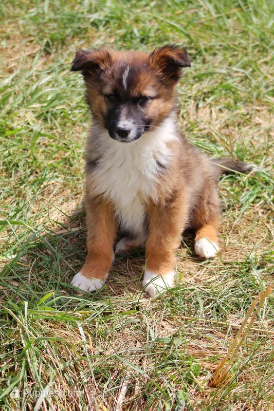 Sawyer – Australian Shepherd, German Shepherd Dog puppy for sale in Scio, OH