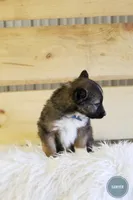 Sawyer , a male Australian Shepherd and German Shepherd Dog for sale in Scio, OH – Photo 4 of 9