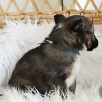 Sawyer , a male Australian Shepherd and German Shepherd Dog for sale in Scio, OH – Photo 8 of 9