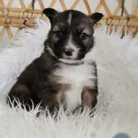 Sawyer , a male Australian Shepherd and German Shepherd Dog for sale in Scio, OH – Photo 9 of 9