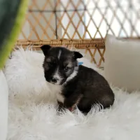 Sawyer , a male Australian Shepherd and German Shepherd Dog for sale in Scio, OH – Photo 5 of 9