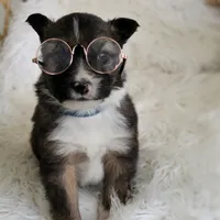 Sawyer , a male Australian Shepherd and German Shepherd Dog for sale in Scio, OH – Photo 6 of 9