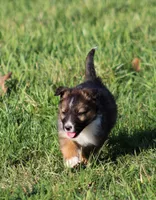 Sawyer , a male Australian Shepherd and German Shepherd Dog for sale in Scio, OH – Photo 1 of 9