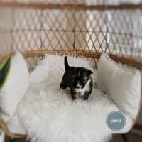 Sawyer , a male Australian Shepherd and German Shepherd Dog for sale in Scio, OH – Photo 7 of 9