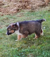 Sawyer , a male Australian Shepherd and German Shepherd Dog for sale in Scio, OH – Photo 2 of 9
