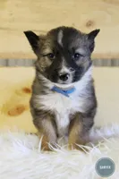 Sawyer , a male Australian Shepherd and German Shepherd Dog for sale in Scio, OH – Photo 3 of 9