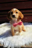 Maple , a female Beagle and Cocker Spaniel for sale in Scio, OH – 6 of 7