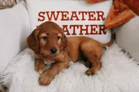 Pumpkin Spice , a female Beagle and Cocker Spaniel for sale in Scio, OH – 2 of 7