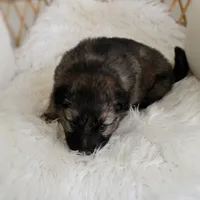 Coop , a male Australian Shepherd and German Shepherd Dog for sale in Scio, OH – Photo 8 of 9