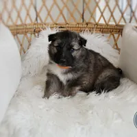 Coop , a male Australian Shepherd and German Shepherd Dog for sale in Scio, OH – Photo 5 of 9