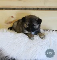 Coop , a male Australian Shepherd and German Shepherd Dog for sale in Scio, OH – Photo 4 of 9