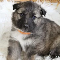 Coop , a male Australian Shepherd and German Shepherd Dog for sale in Scio, OH – Photo 7 of 9