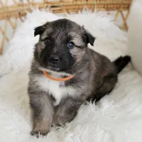 Coop , a male Australian Shepherd and German Shepherd Dog for sale in Scio, OH – Photo 9 of 9