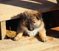 Coop , a male Australian Shepherd and German Shepherd Dog for sale in Scio, OH – Photo 2 of 9