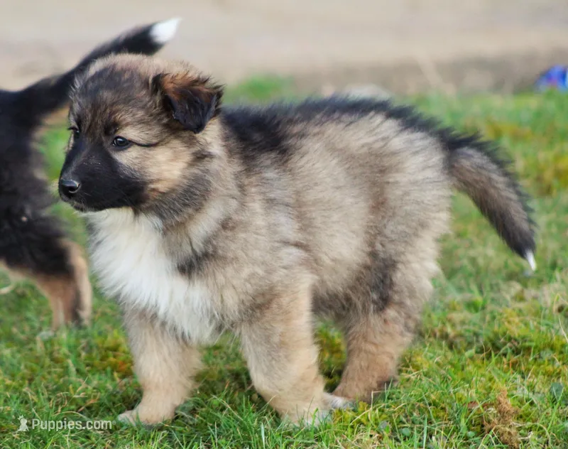 Coop  – Australian Shepherd, German Shepherd Dog puppy for sale in Sugarcreek, OH