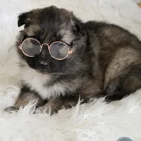 Coop , a male Australian Shepherd and German Shepherd Dog for sale in Scio, OH – Photo 6 of 9