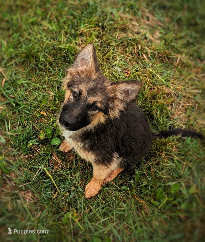 Willow, a female Australian Shepherd and German Shepherd Dog for sale in Scio, OH – 1 of 8