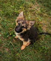 Willow, a female Australian Shepherd and German Shepherd Dog for sale in Scio, OH – 1 of 8