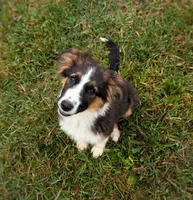Rooster, a male Australian Shepherd and German Shepherd Dog for sale in Scio, OH – 2 of 8