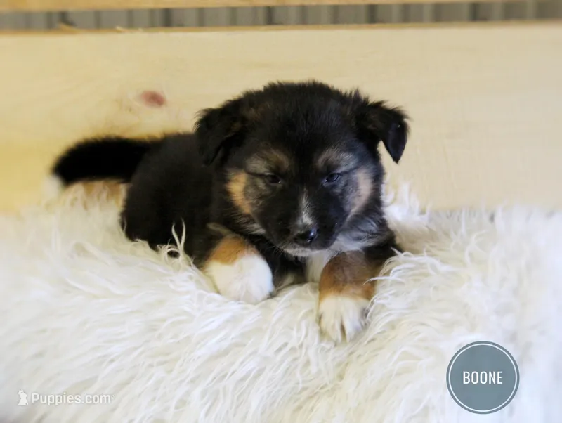 Boone  – Australian Shepherd, German Shepherd Dog puppy for sale in Sugarcreek, OH