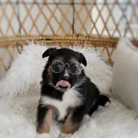 Boone , a male Australian Shepherd and German Shepherd Dog for sale in Scio, OH – Photo 6 of 6