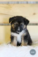 Boone , a male Australian Shepherd and German Shepherd Dog for sale in Scio, OH – Photo 3 of 6