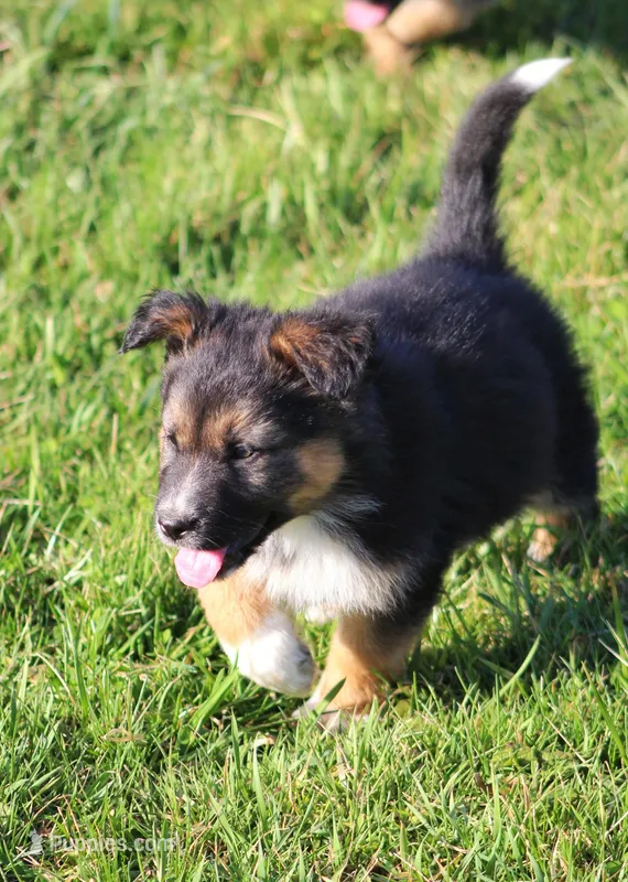Boone  – Australian Shepherd, German Shepherd Dog puppy for sale in Sugarcreek, OH