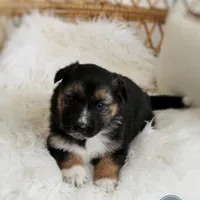 Boone , a male Australian Shepherd and German Shepherd Dog for sale in Scio, OH – Photo 4 of 6