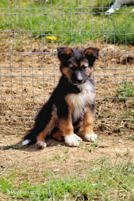 Boone – Australian Shepherd, German Shepherd Dog puppy for sale in Scio, OH