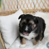 Boone , a male Australian Shepherd and German Shepherd Dog for sale in Scio, OH – Photo 5 of 6