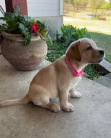 Pink Bella, a female Labrador Retriever for sale in Dale, TX – 1 of 6