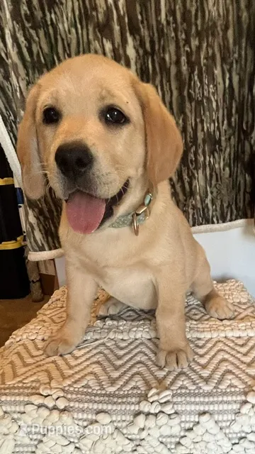 Green Girl Queen – Labrador Retriever puppy for sale in Dale, TX