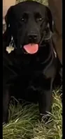 Pink Bella, a female Labrador Retriever for sale in Dale, TX – 5 of 6