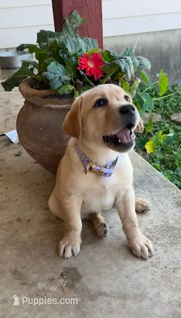 Purple Peeps – Labrador Retriever puppy for sale in Dale, TX