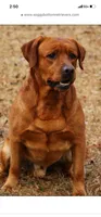 Red Ember, a female Labrador Retriever for sale in Dale, TX – 7 of 7