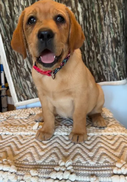 Red Ember – Labrador Retriever puppy for sale in Dale, TX