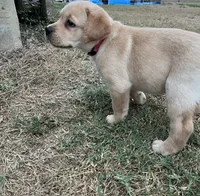 Pink Bella, a female Labrador Retriever for sale in Dale, TX – 3 of 6