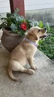 Purple Peeps, a female Labrador Retriever for sale in Dale, TX – 2 of 5