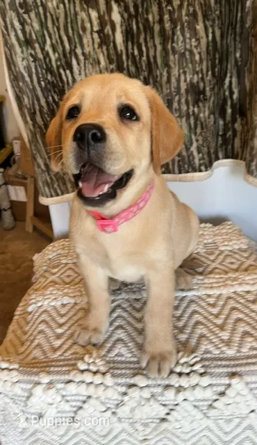 Pink Bella – Labrador Retriever puppy for sale in Dale, TX