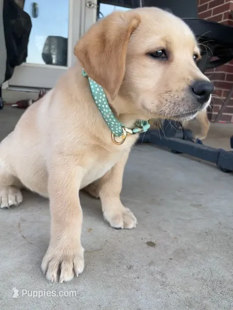 Green Girl Queen – Labrador Retriever puppy for sale in Dale, TX