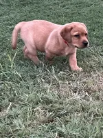 Red Ember, a female Labrador Retriever for sale in Dale, TX – 3 of 7