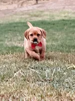 Red Ember, a female Labrador Retriever for sale in Dale, TX – 2 of 7