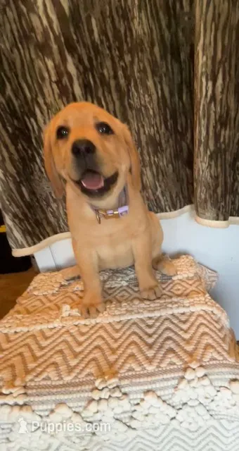 Purple Peeps – Labrador Retriever puppy for sale in Dale, TX