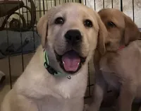 Green Girl Queen, a female Labrador Retriever for sale in Dale, TX – 3 of 7