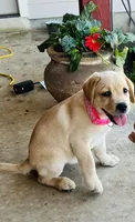 Pink Bella, a female Labrador Retriever for sale in Dale, TX – 2 of 6