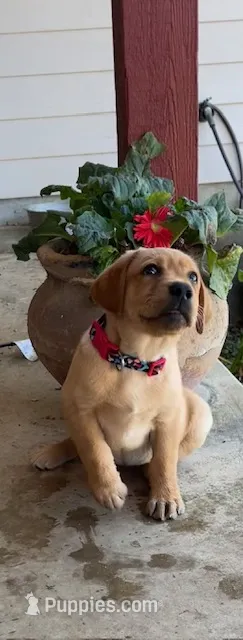 Red Ember – Labrador Retriever puppy for sale in Dale, TX