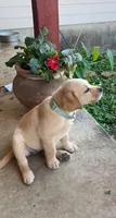 Green Girl Queen, a female Labrador Retriever for sale in Dale, TX – 2 of 7