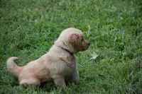 Daisy, a female Golden Retriever for sale in Graham, NC – 2 of 4
