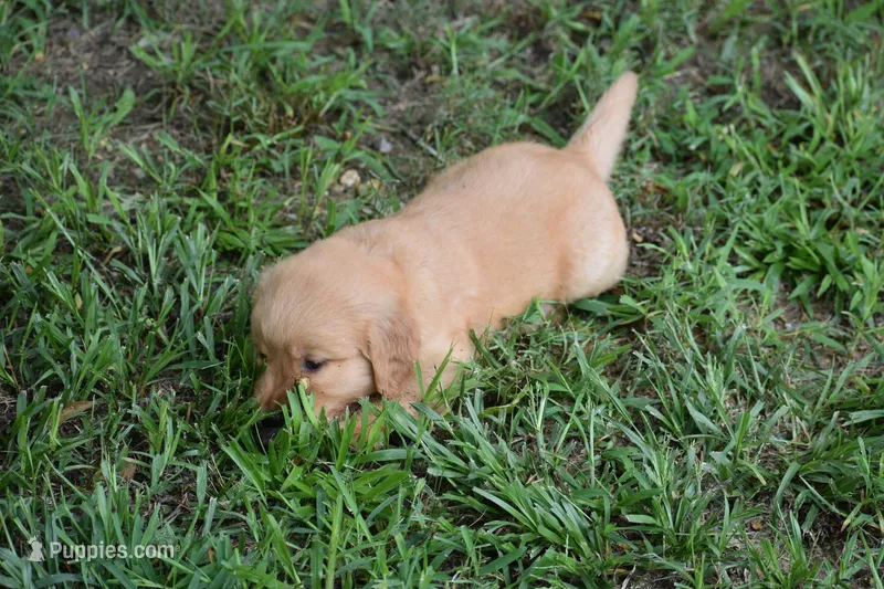 Maggie – Golden Retriever puppy for sale in Graham, NC