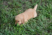 Maggie, a female Golden Retriever for sale in Graham, NC – 1 of 4